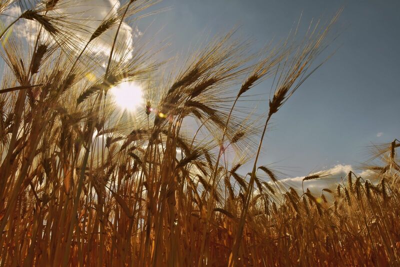 Wheat field on a beautiful summer day